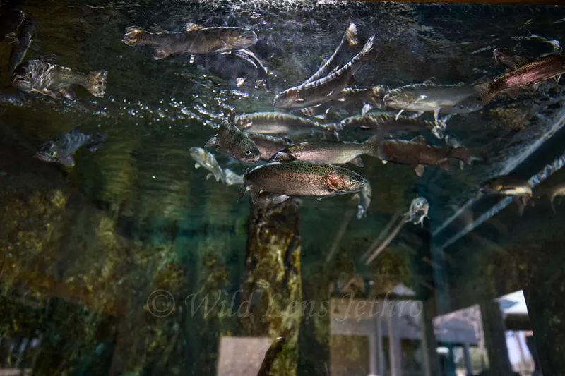 Rainbow Trout School Swimming