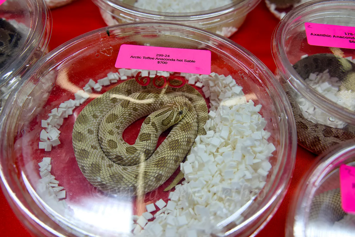 Toffee Western Hognose