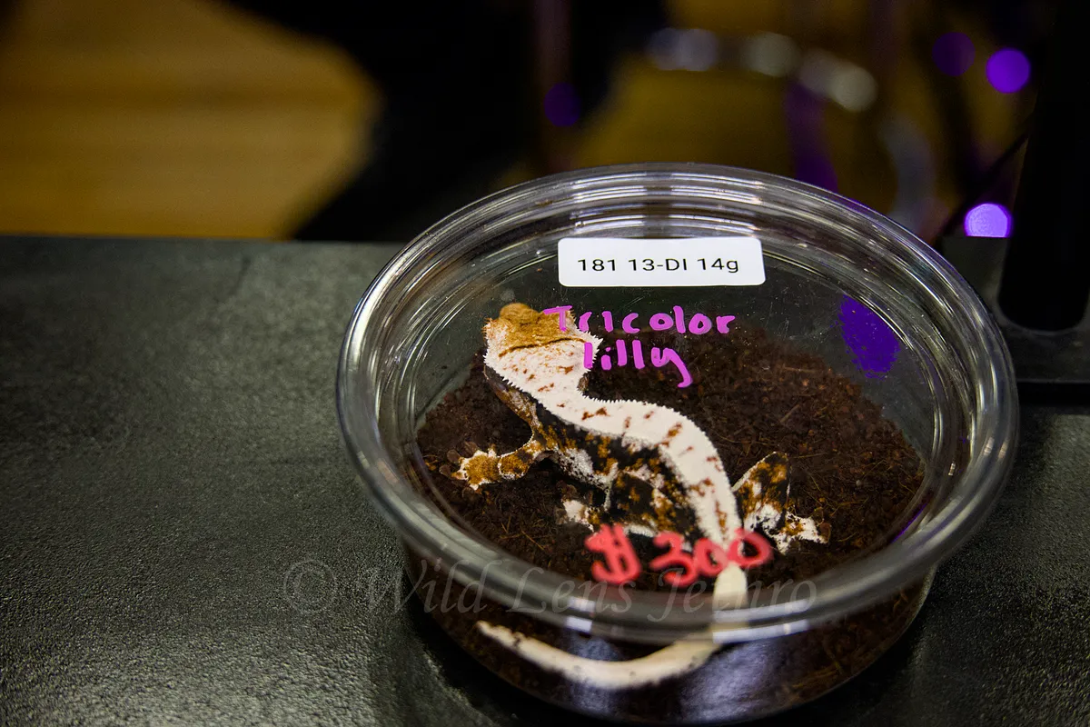 Tricolor Lily Crested Gecko