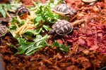 Baby Hermanns Tortoise Eating