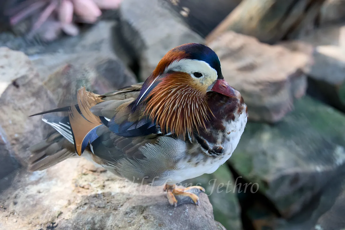 Beautiful Mandarin Drake