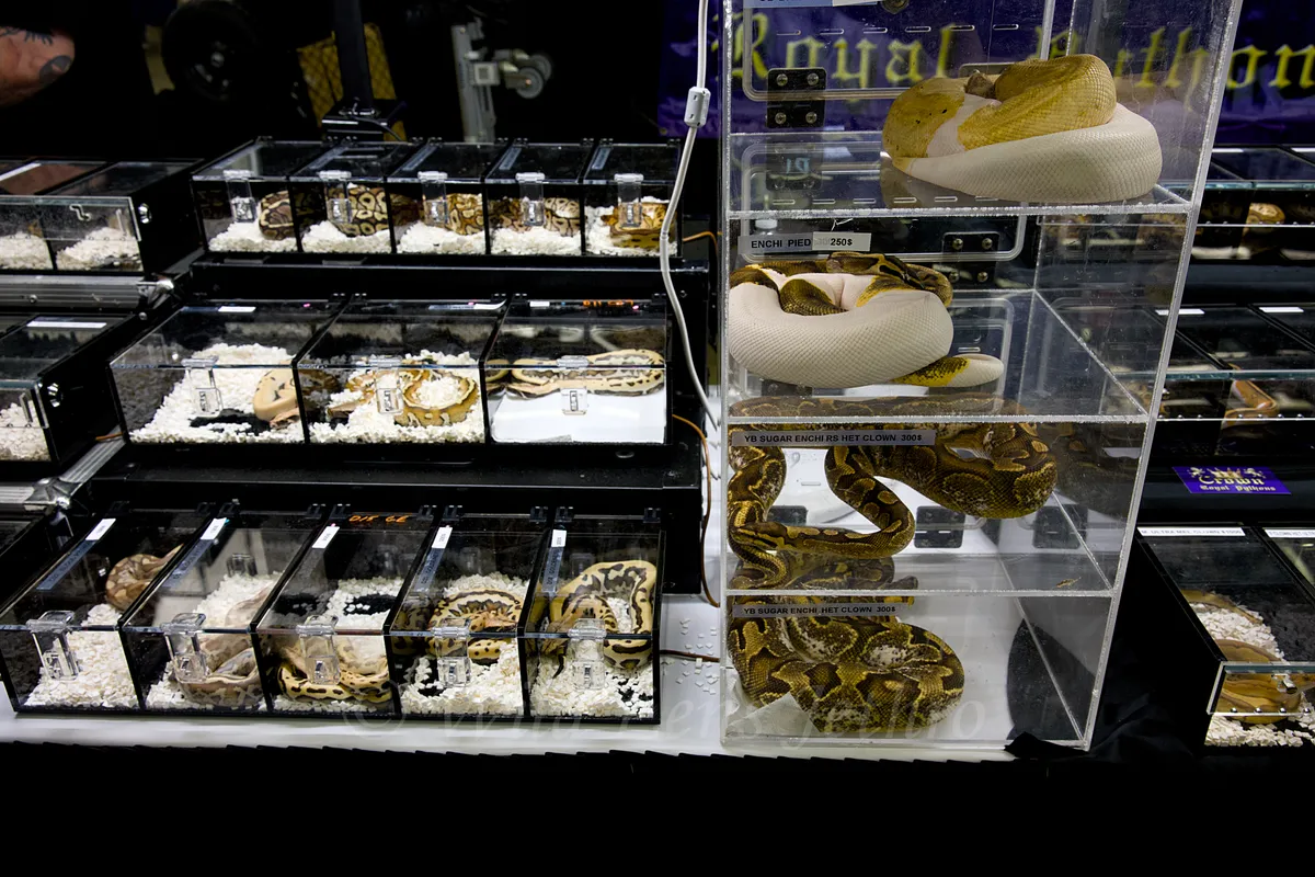 Crown Royal Pythons