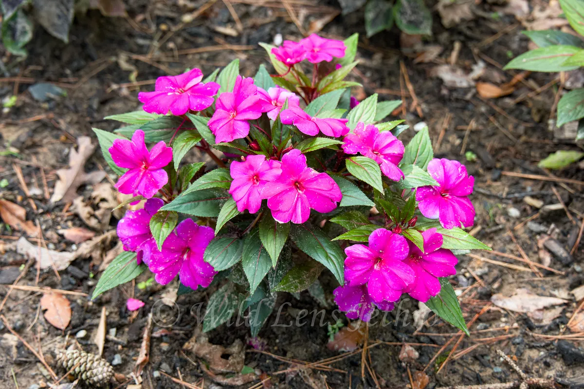 Garvan Woodland Gardens Beautiful Pink Sunpatien Flowers