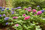 Garvan Woodland Gardens Bigleaf Hydrangeas Garden