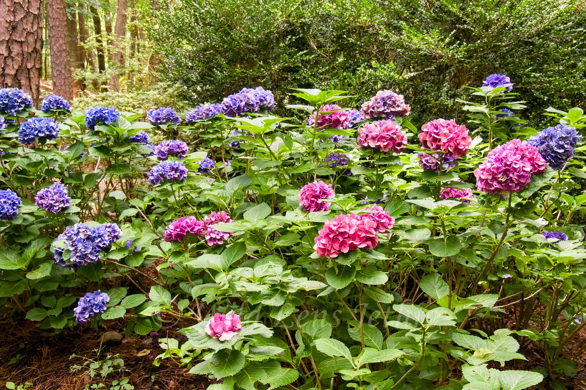Garvan Woodland Gardens Bigleaf Hydrangeas Garden