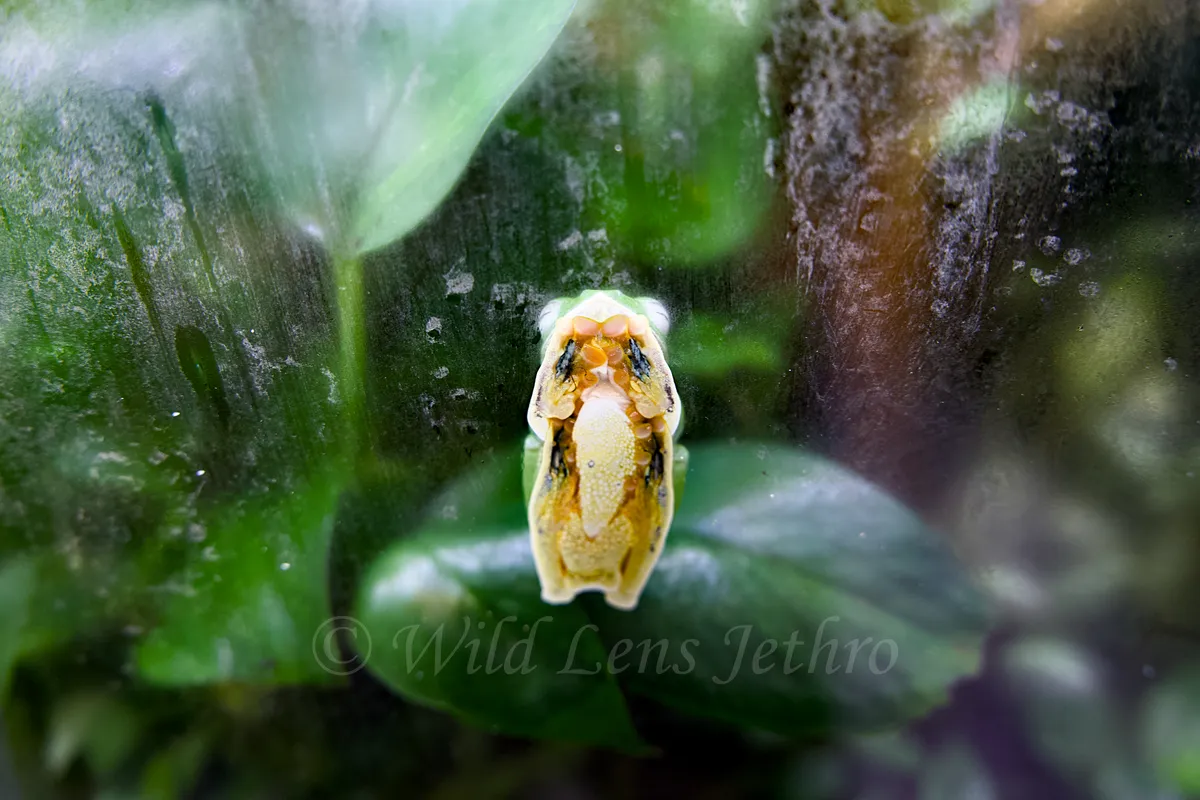 Green Tree Frog On Window