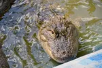 Headshot Of Adult Alligator In Pool Facing Forward