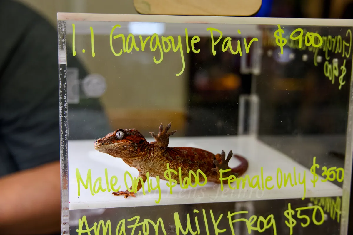 Male Red Gargoyle Gecko Hand On Glass
