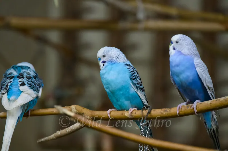 Pretty Blue Budgies Perching