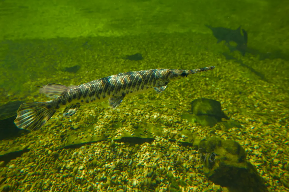 Small Alligator Gar