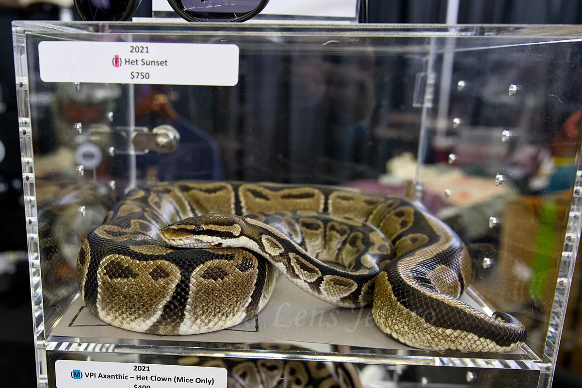 Sunset Ball Python