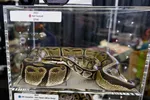 Sunset Ball Python