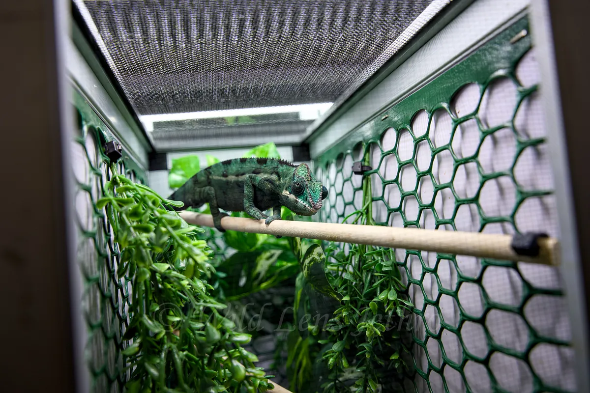 Teal Panther Chameleon