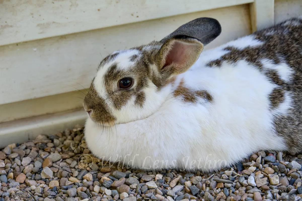 White And Brown Bunny In Petting Zoo
