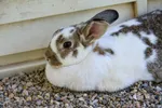 White And Brown Bunny In Petting Zoo