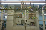 Budgie Aviary With Diverse Colors