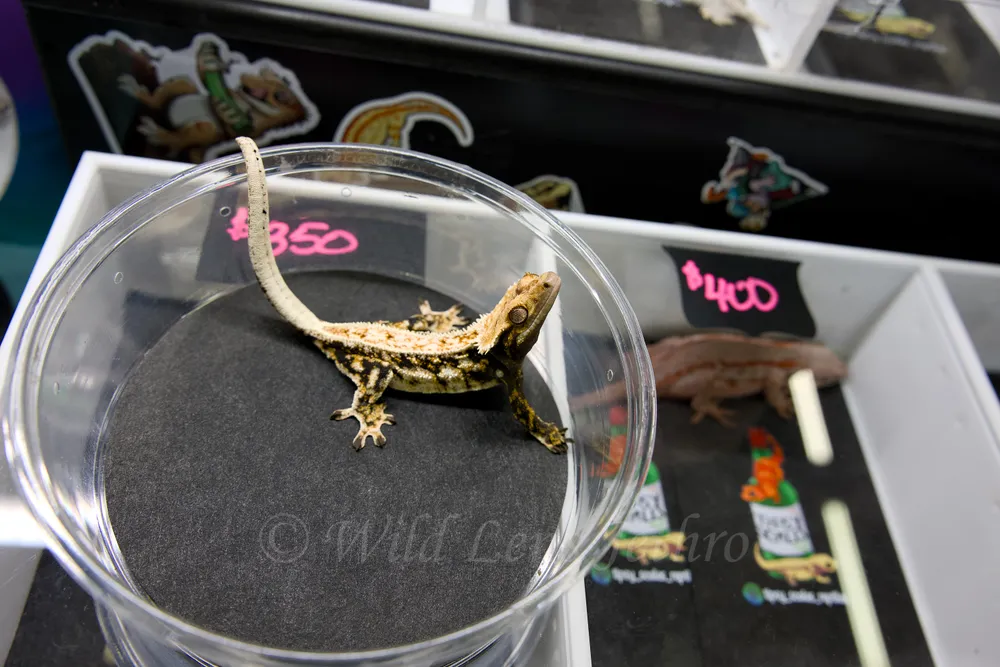 Crested Gecko