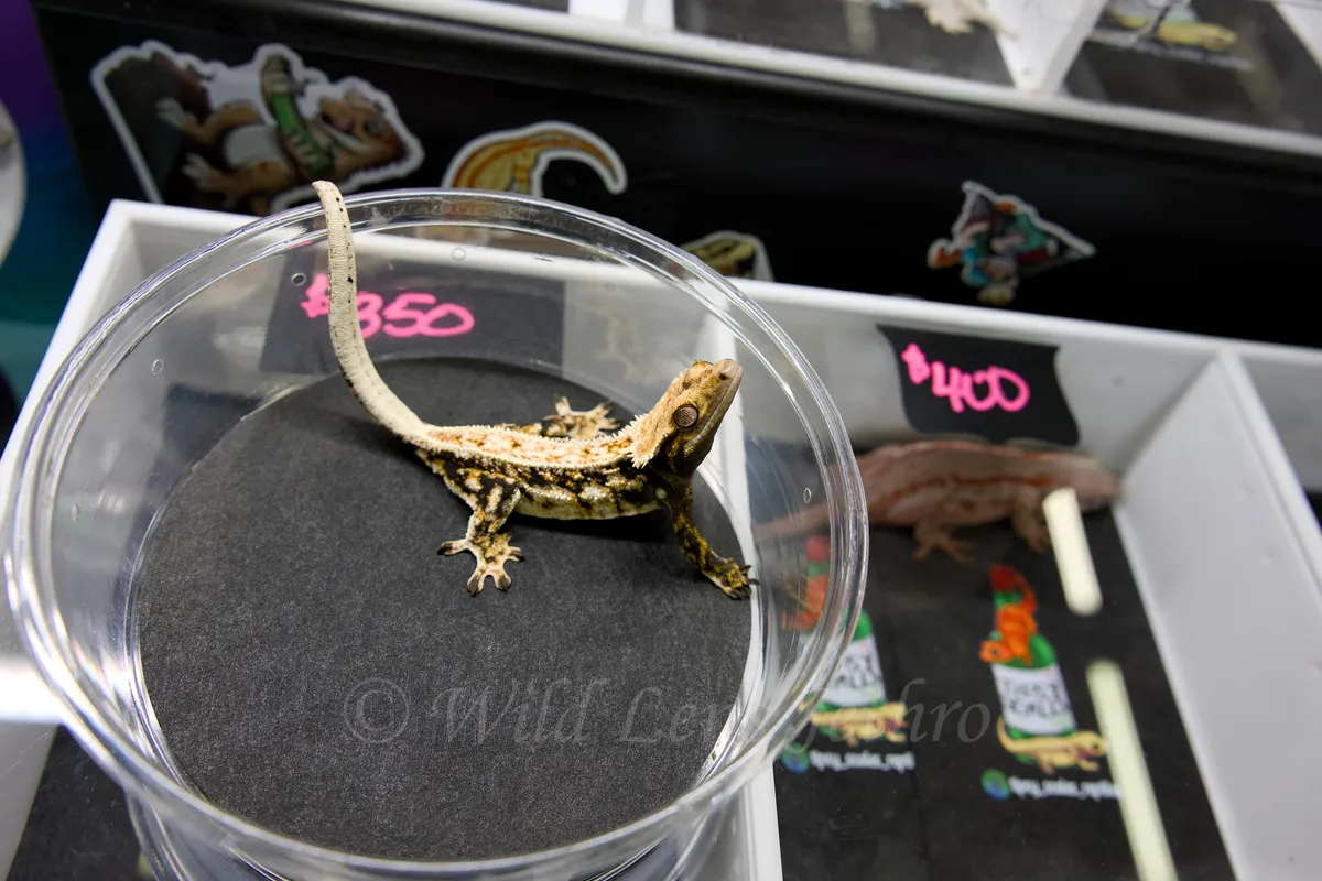 Crested Gecko