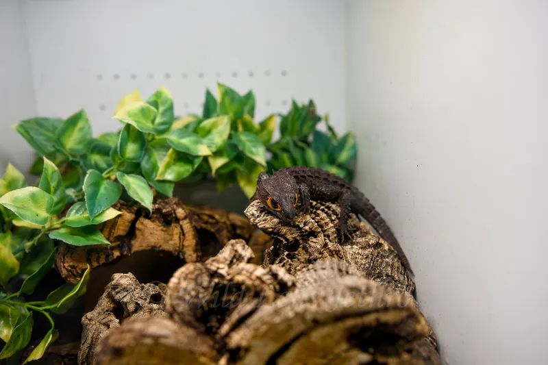 Crocodile Skink