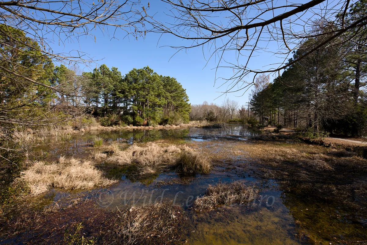 First Trail Pond Zoomed