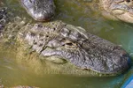 Headshot Of Adult Alligator In Pool Facing Right