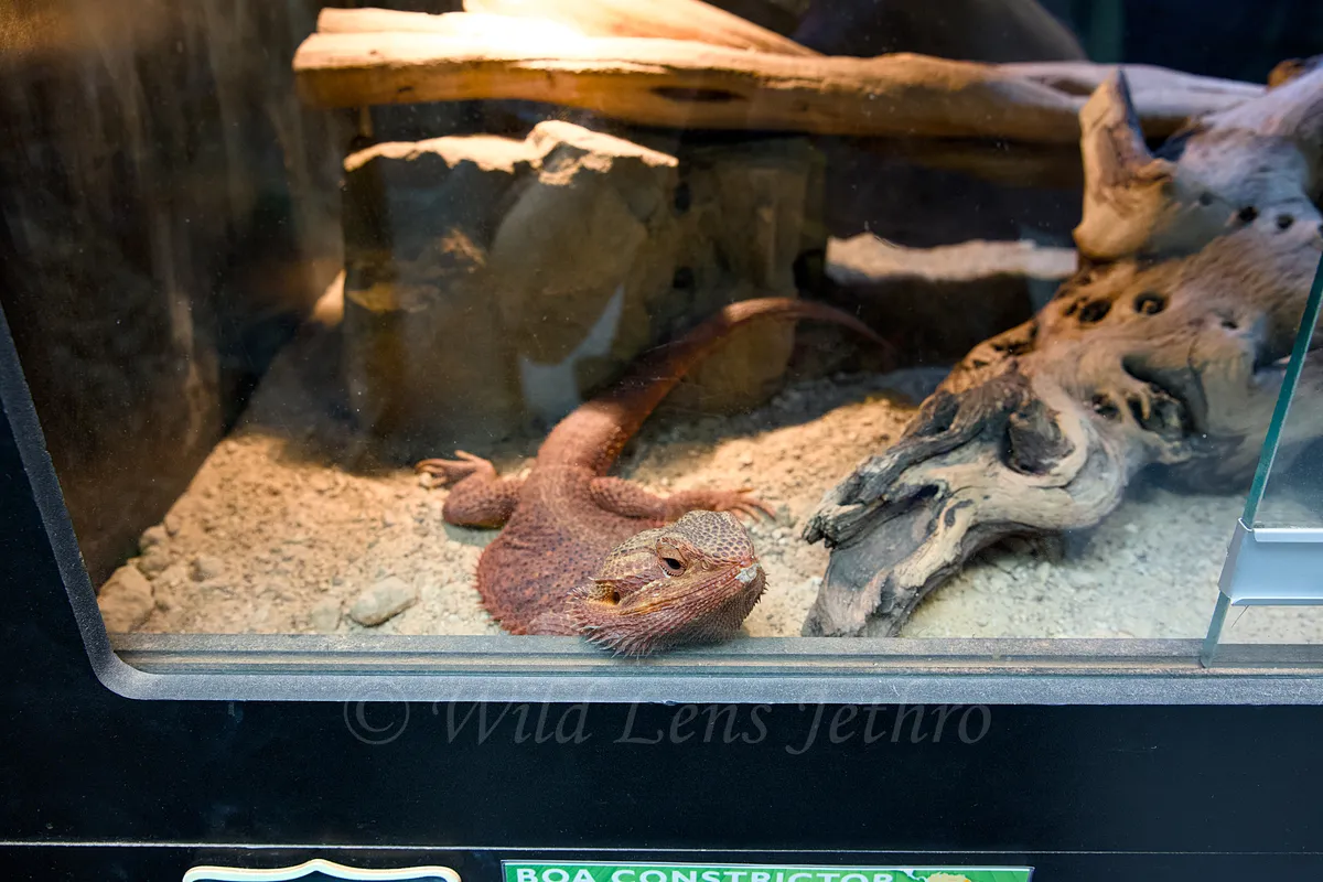 Large Red Bearded Dragon