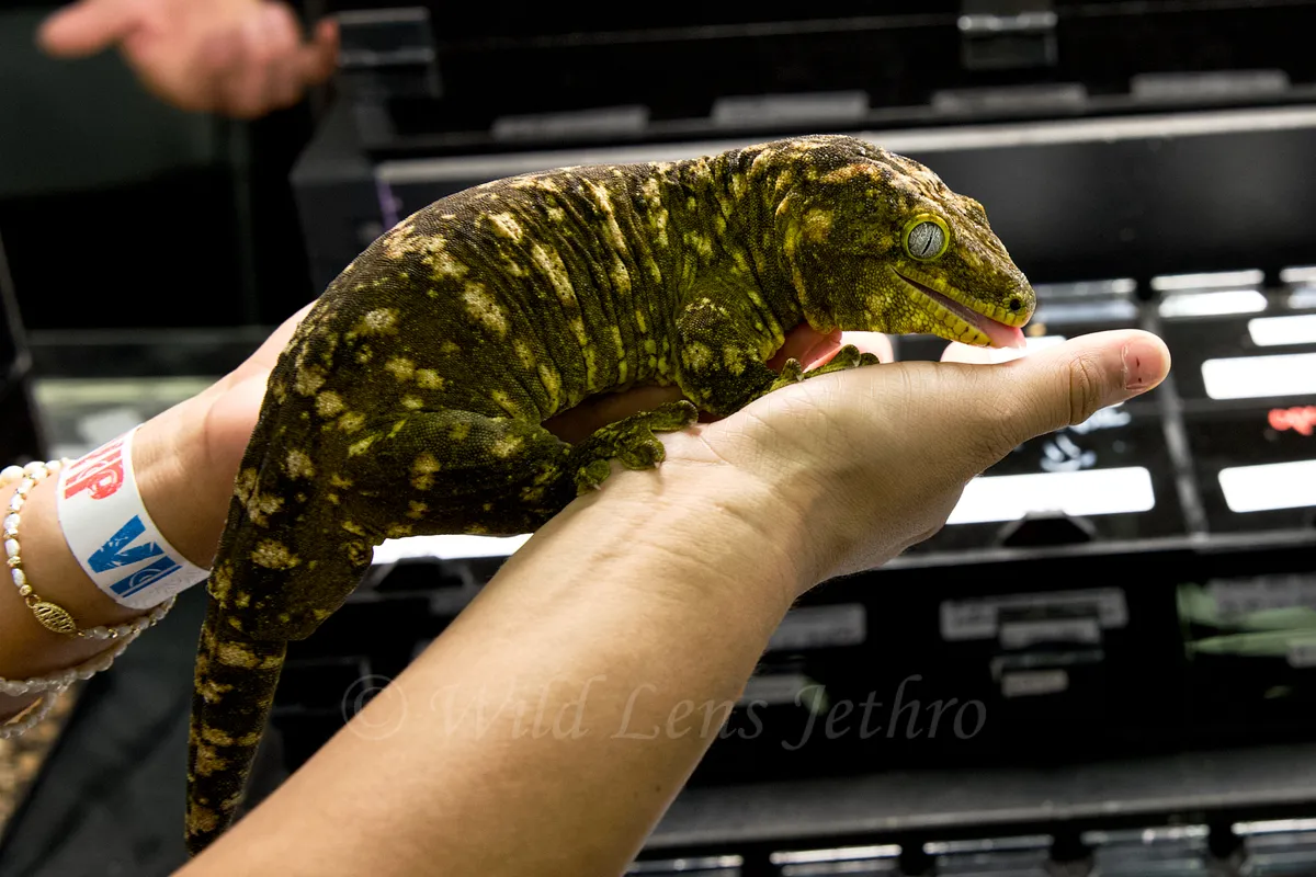 Leachinaus Gecko In Open Hands
