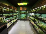 Live Plants Section