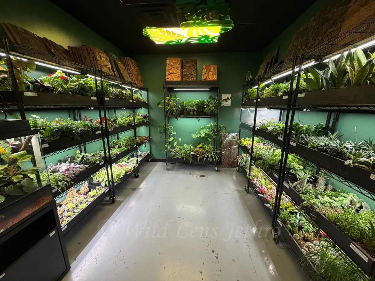 Live Plants Section