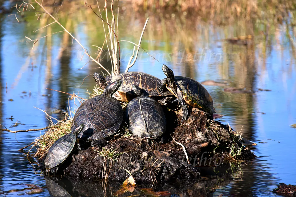 Red Eared Sliders Pond Bank