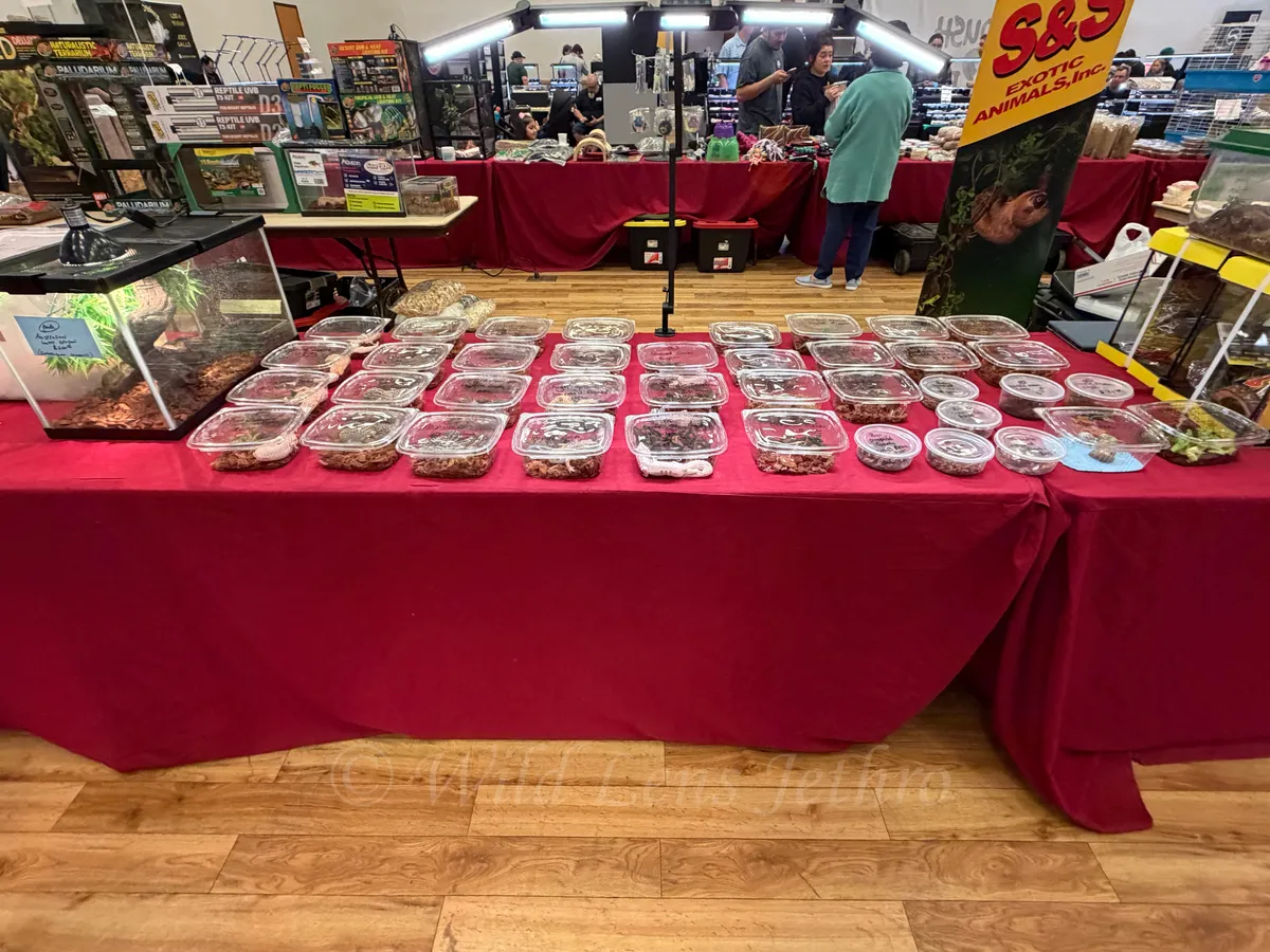 Small Reptiles In Plastic Containers