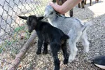 Two Baby Goats In Petting Zoo