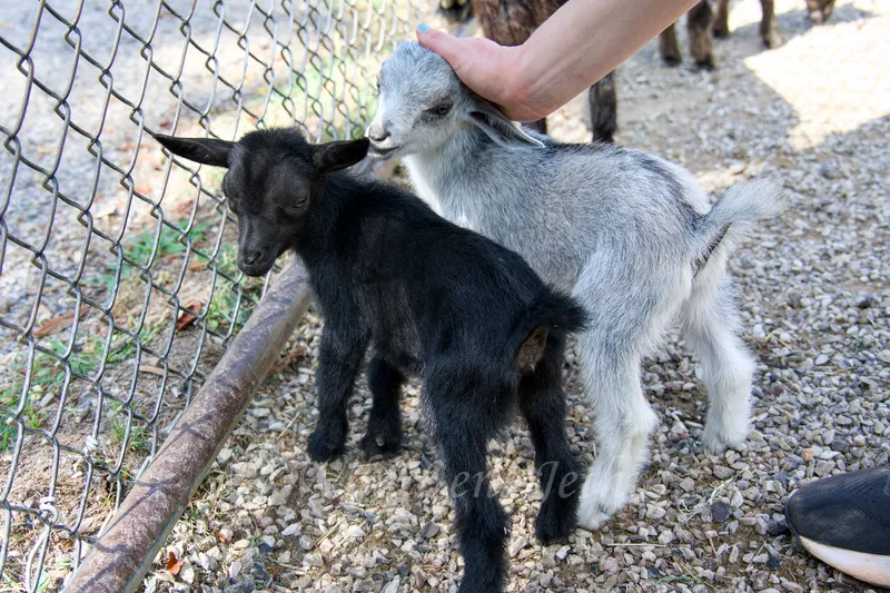 Two Baby Goats In Petting Zoo