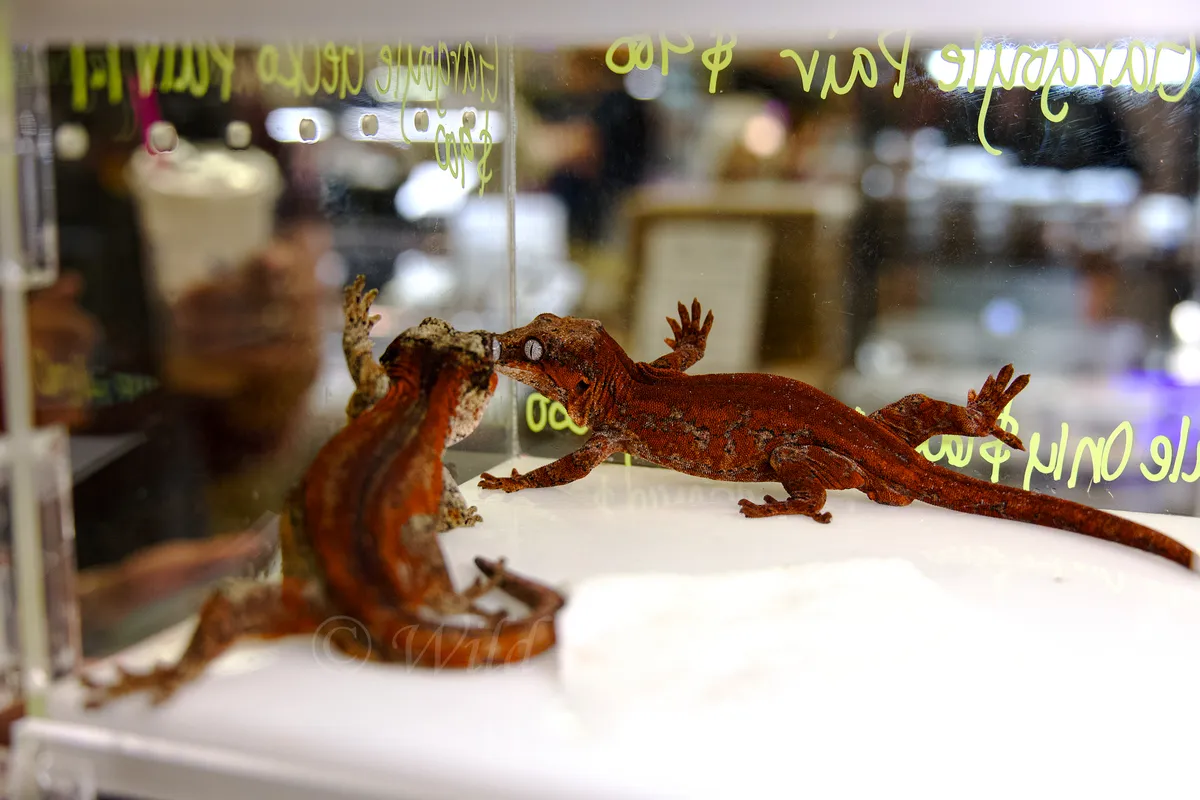Two Red Gargoyle Geckos