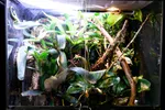 Beautiful Bioactive Enclosure