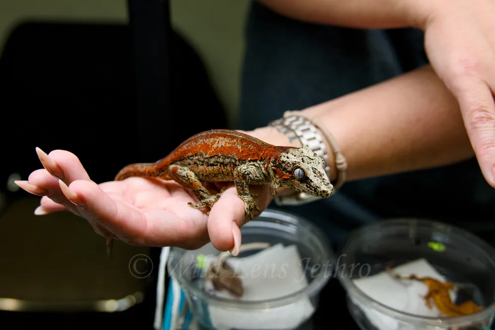 Female Red Gargoyle Gecko