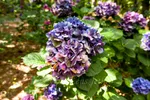 Garvan Woodland Gardens Bigleaf Hydrangeas Violet Crown