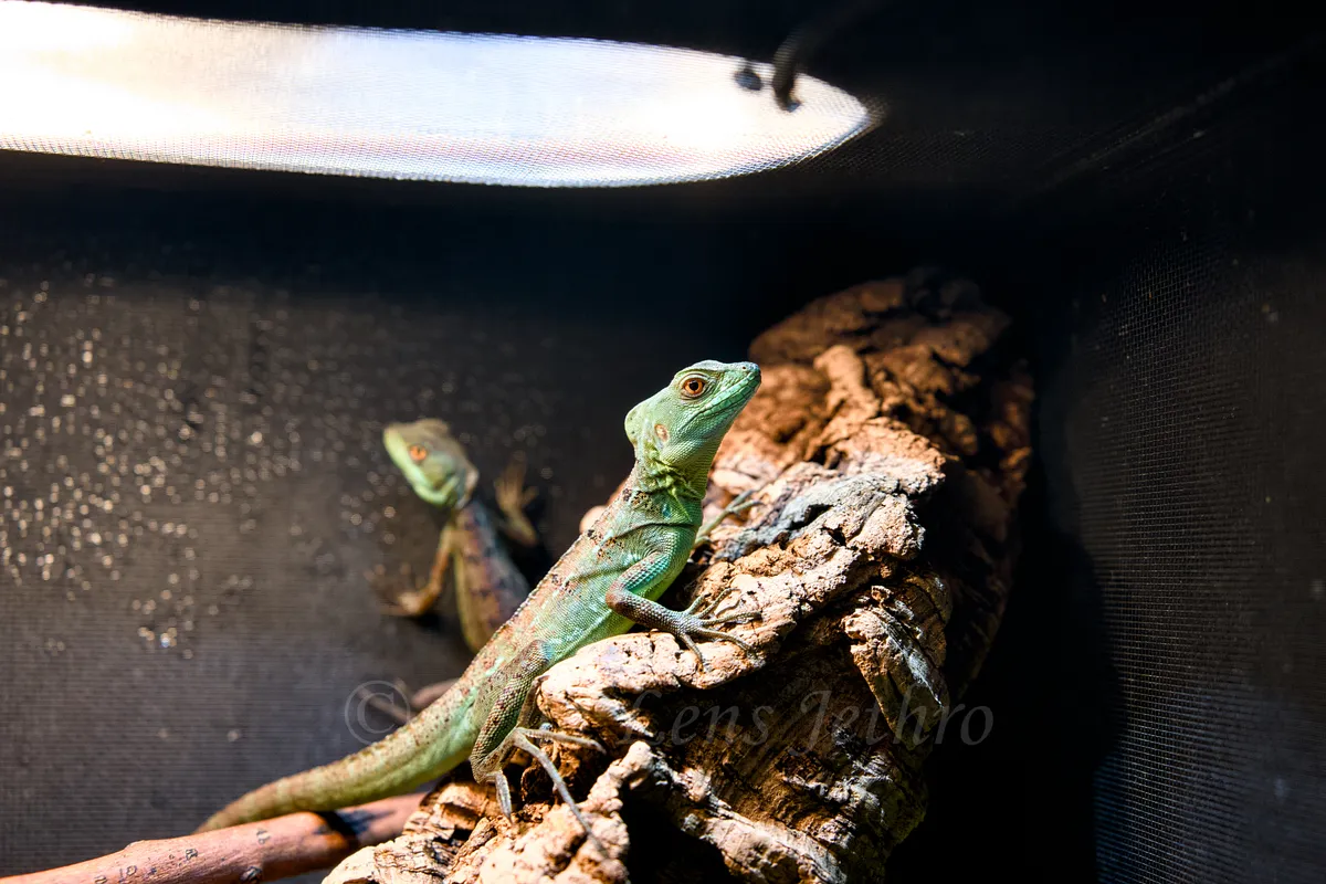Green Basilisk Lizard