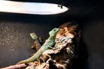 Green Basilisk Lizard
