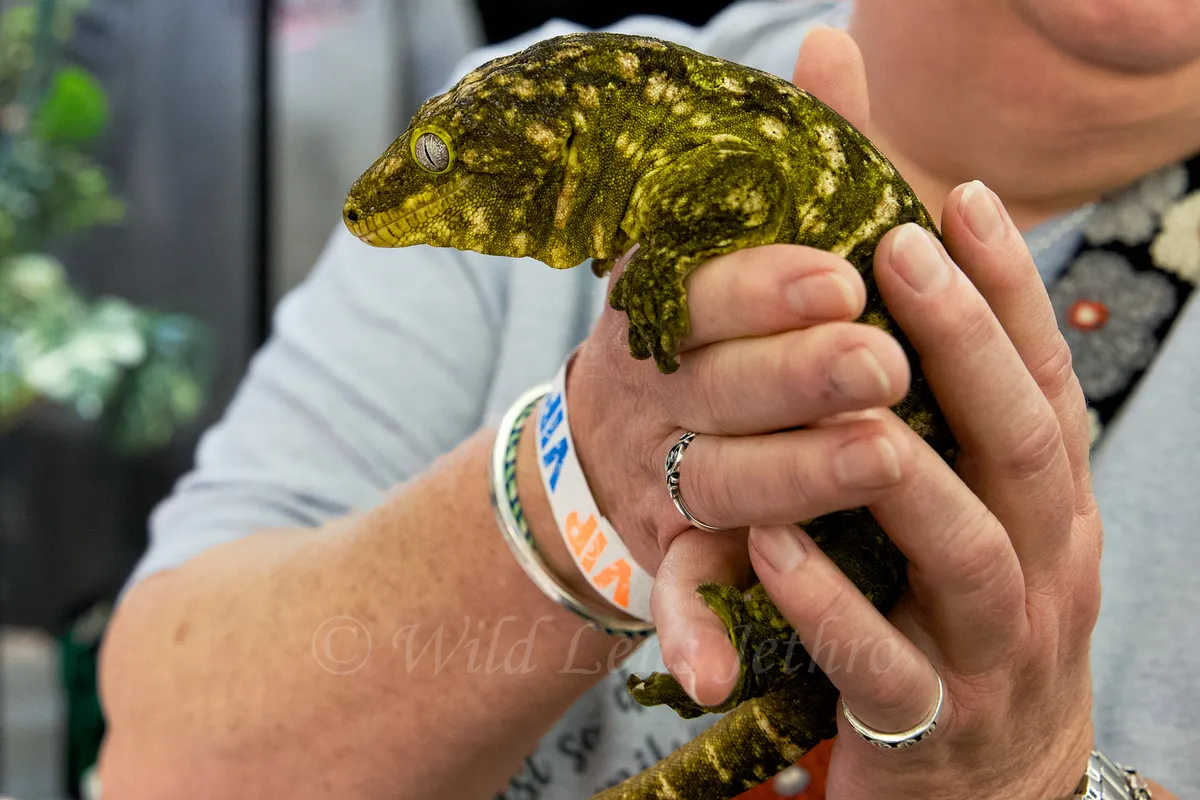 Leachinaus Gecko Held In Hands