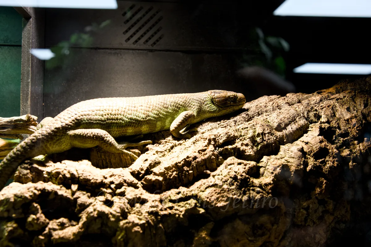 Prehensile Tailed Skink