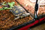Redfoot Tortoise