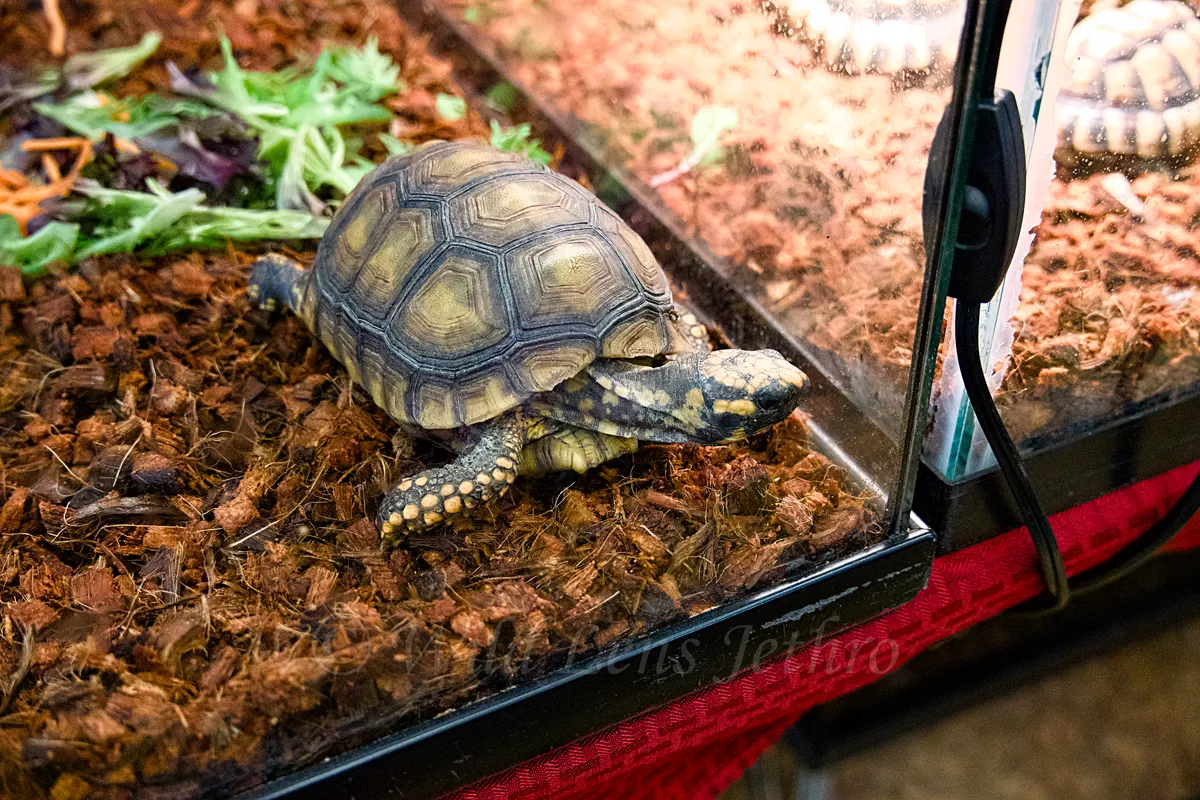 Redfoot Tortoise