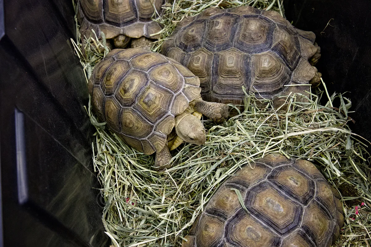 Sulcata Tortoises