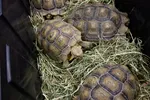Sulcata Tortoises