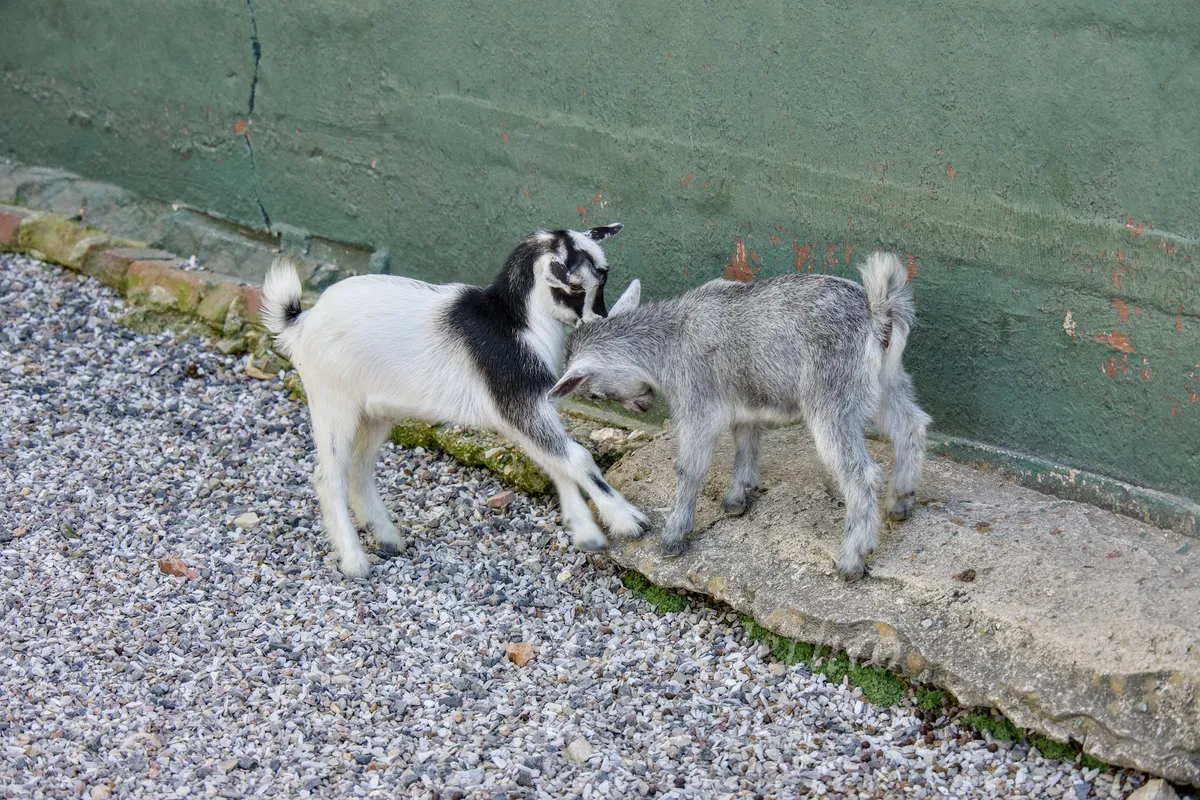 Two Baby Goats Playing In Petting Zoo