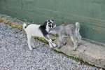 Two Baby Goats Playing In Petting Zoo