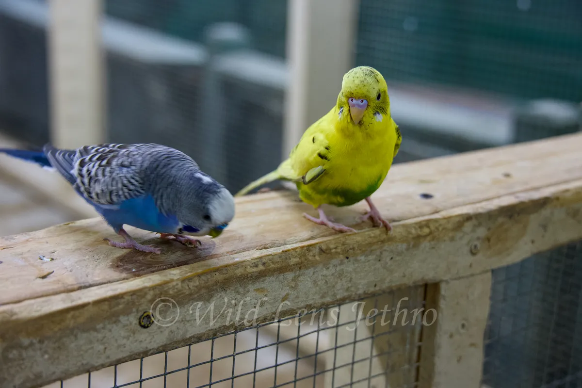 Yellow Budgie Perching Beside Blue Budgie