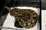 Ball Python
