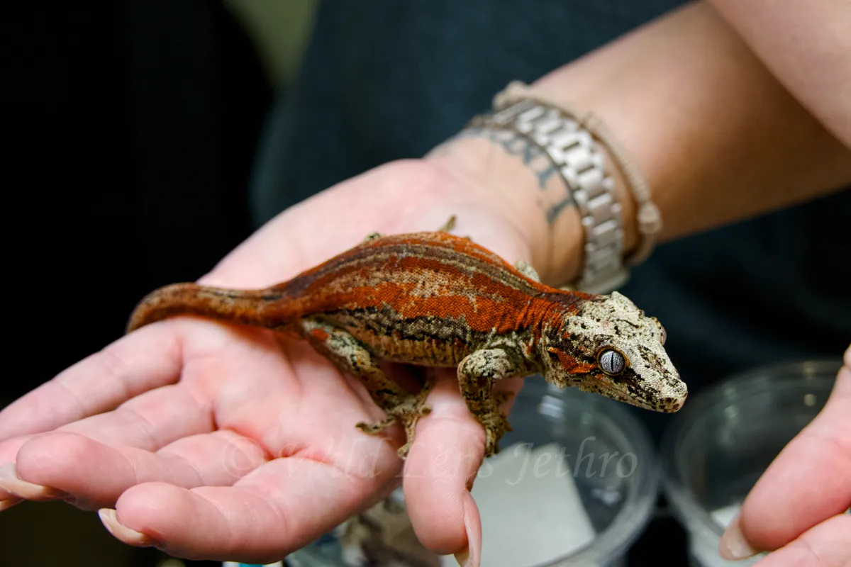 Female Red Gargoyle Gecko